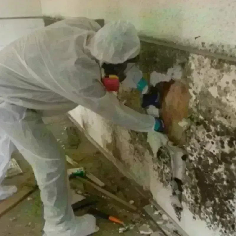 Mold Remediation and Removal in Lamar County, TX